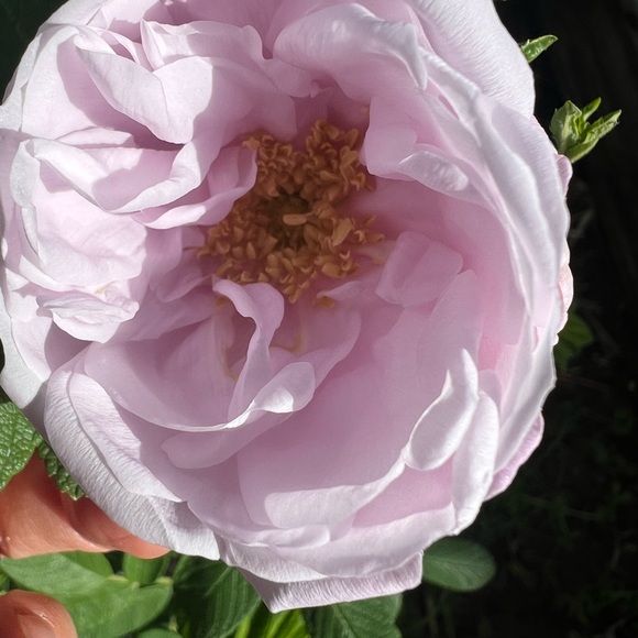 Meet your Posher, Rhiannon. Full time medical esthetician - Picture 1 of 2